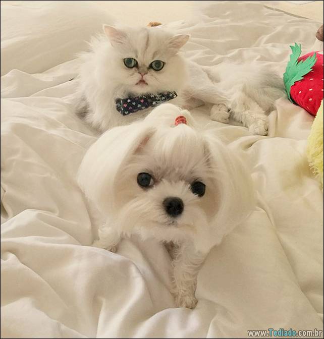 animais-irmao-mae-diferente-08