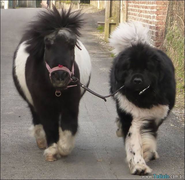 animais-irmao-mae-diferente-09