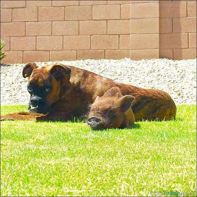 animais-irmao-mae-diferente-10