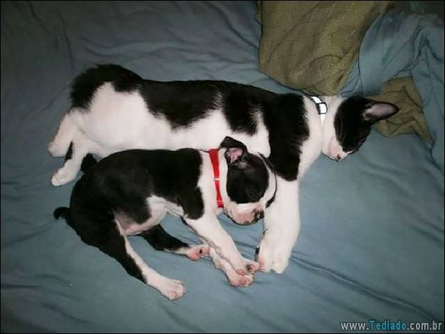 animais-irmao-mae-diferente-12