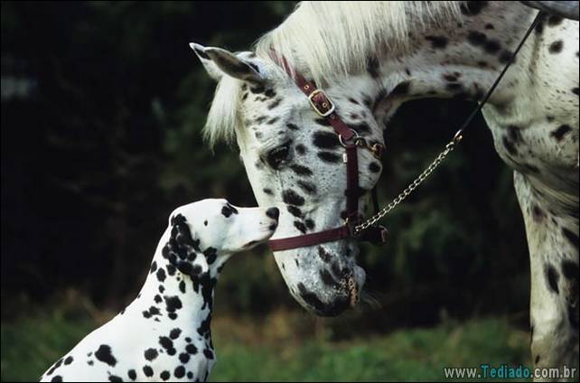 animais-irmao-mae-diferente-13