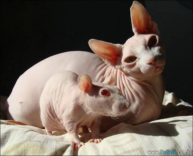 animais-irmao-mae-diferente-16