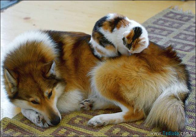 animais-irmao-mae-diferente-25