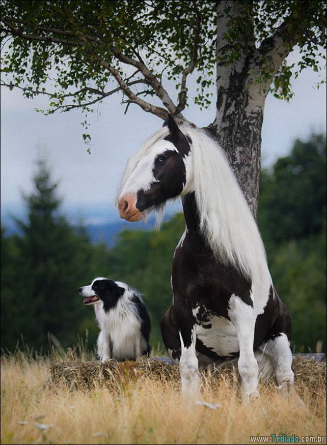 animais-irmao-mae-diferente-26