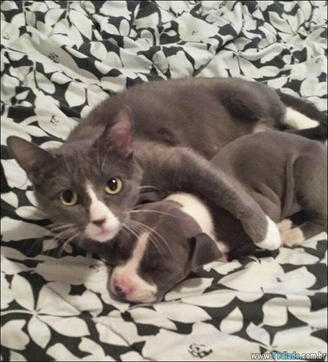 animais-irmao-mae-diferente-27