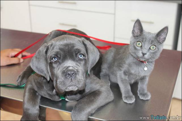 animais-irmao-mae-diferente-30