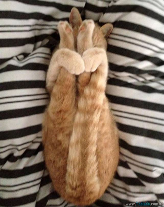 animais-que-faz-yoga-01