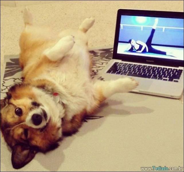 animais-que-faz-yoga-02