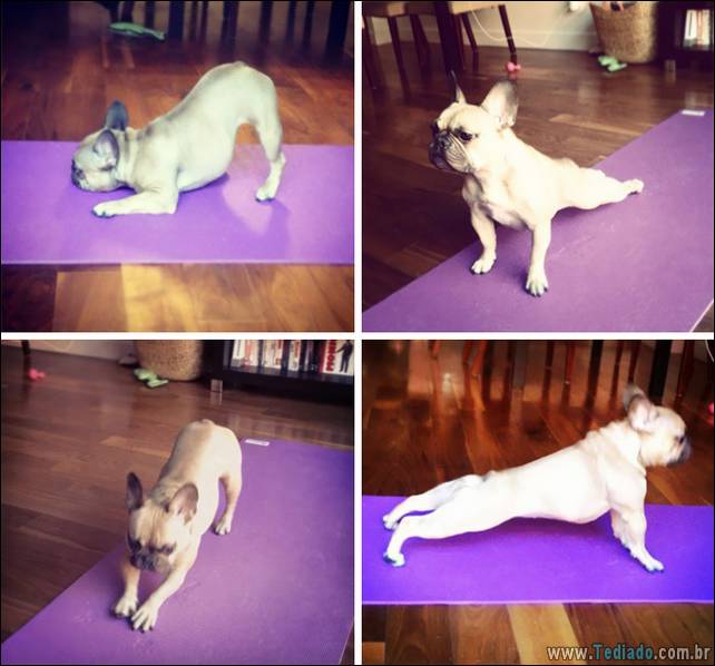 animais-que-faz-yoga-04