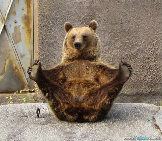 animais-que-faz-yoga-08