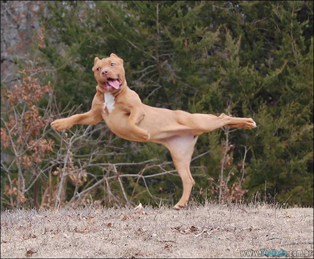 animais-que-faz-yoga-11