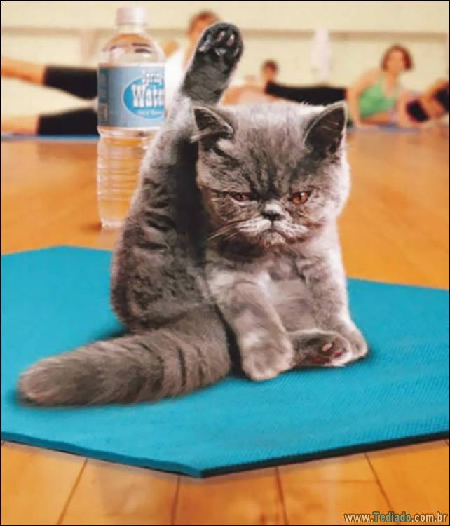 animais-que-faz-yoga-12