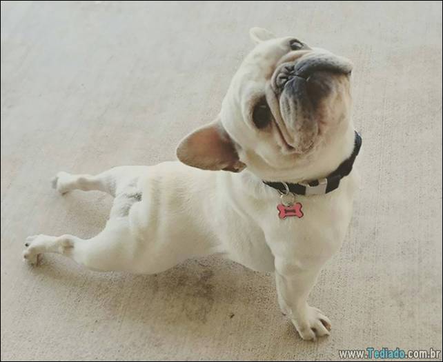 animais-que-faz-yoga-13