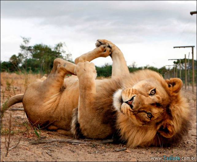 animais-que-faz-yoga-14