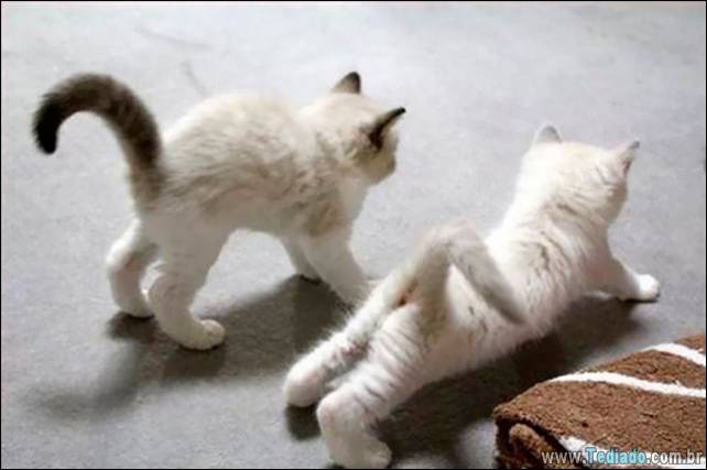 animais-que-faz-yoga-21