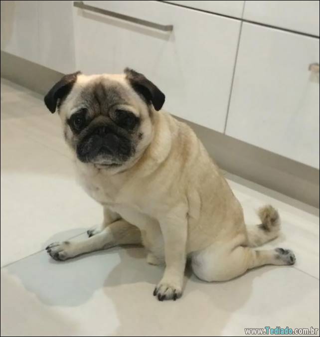 animais-que-faz-yoga-23