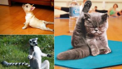 25 animais que faz Yoga melhor do que você 37