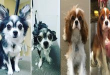 30 fotos engraçadas de cachorro antes e depois do banho 14