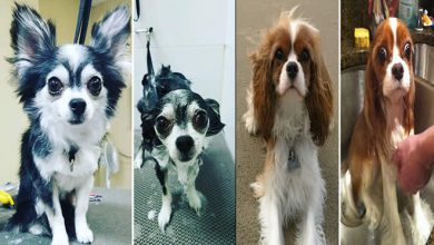 30 fotos engraçadas de cachorro antes e depois do banho 4