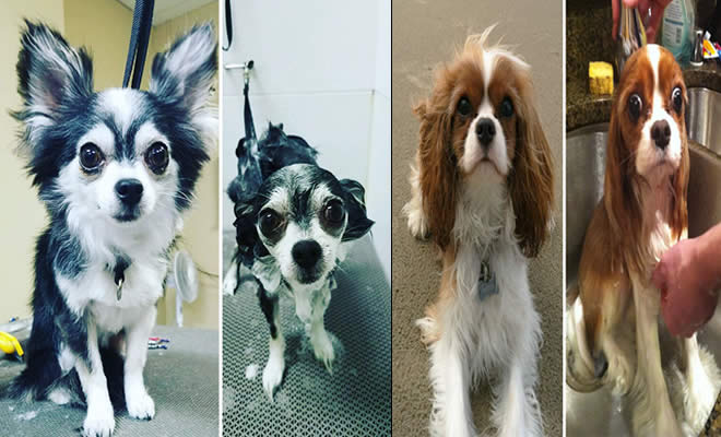 30 fotos engraçadas de cachorro antes e depois do banho 24