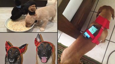 19 proprietários de cachorros e suas ideias malucas 5