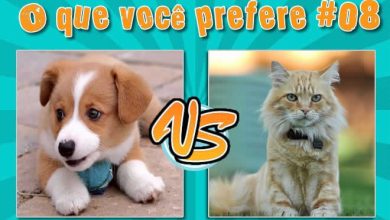 O que você prefere #08 - Cachorro ou Gato 36