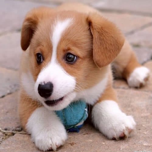 O que você prefere #08 - Cachorro ou Gato 1