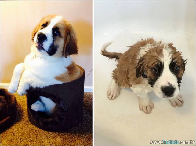 cachorros-antes-e-depois-do-banho-02