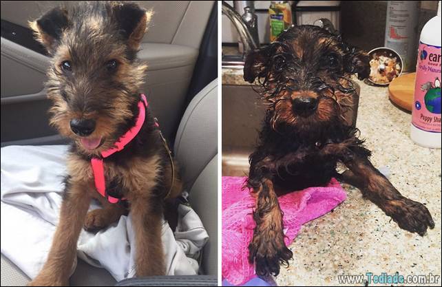 cachorros-antes-e-depois-do-banho-04