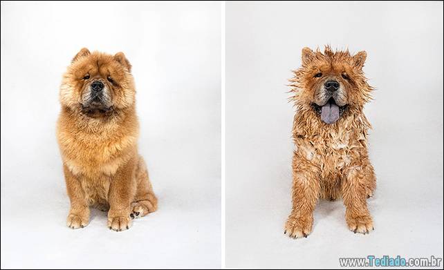 cachorros-antes-e-depois-do-banho-07