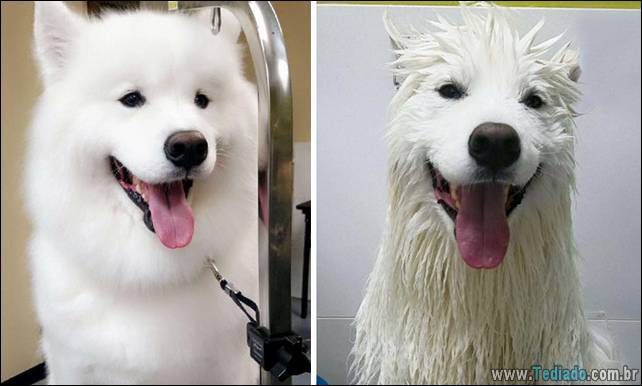 cachorros-antes-e-depois-do-banho-08