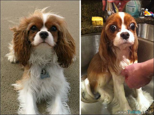 cachorros-antes-e-depois-do-banho-10