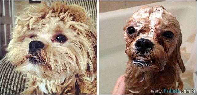 cachorros-antes-e-depois-do-banho-11