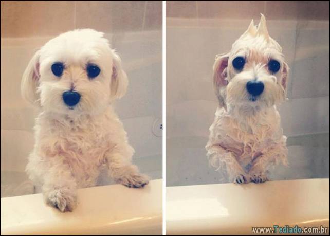 cachorros-antes-e-depois-do-banho-12