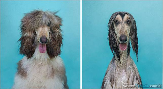 cachorros-antes-e-depois-do-banho-14