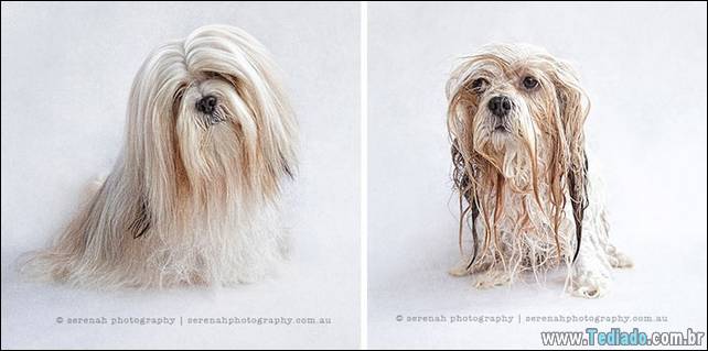 cachorros-antes-e-depois-do-banho-16