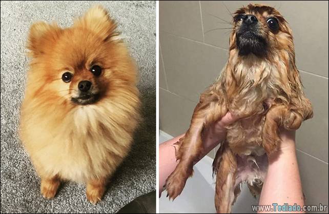 cachorros-antes-e-depois-do-banho-18