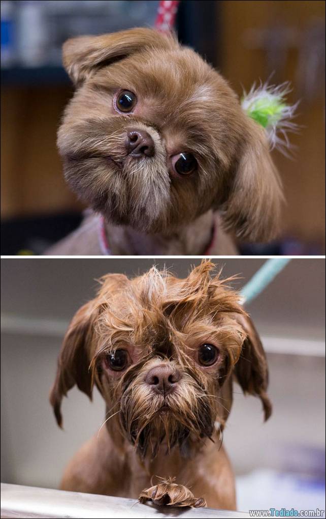 cachorros-antes-e-depois-do-banho-20