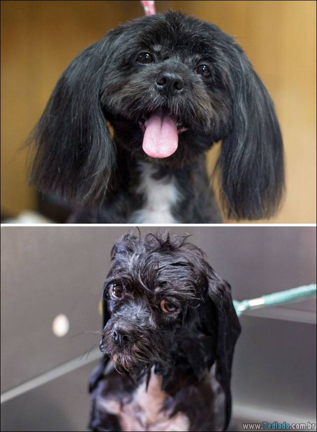 cachorros-antes-e-depois-do-banho-21