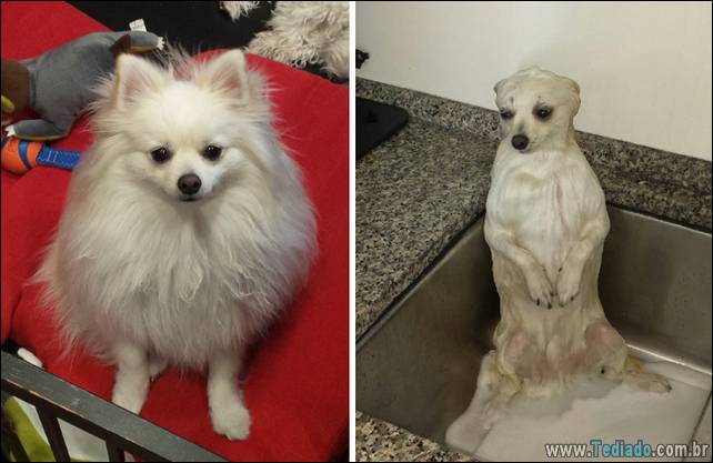 cachorros-antes-e-depois-do-banho-23