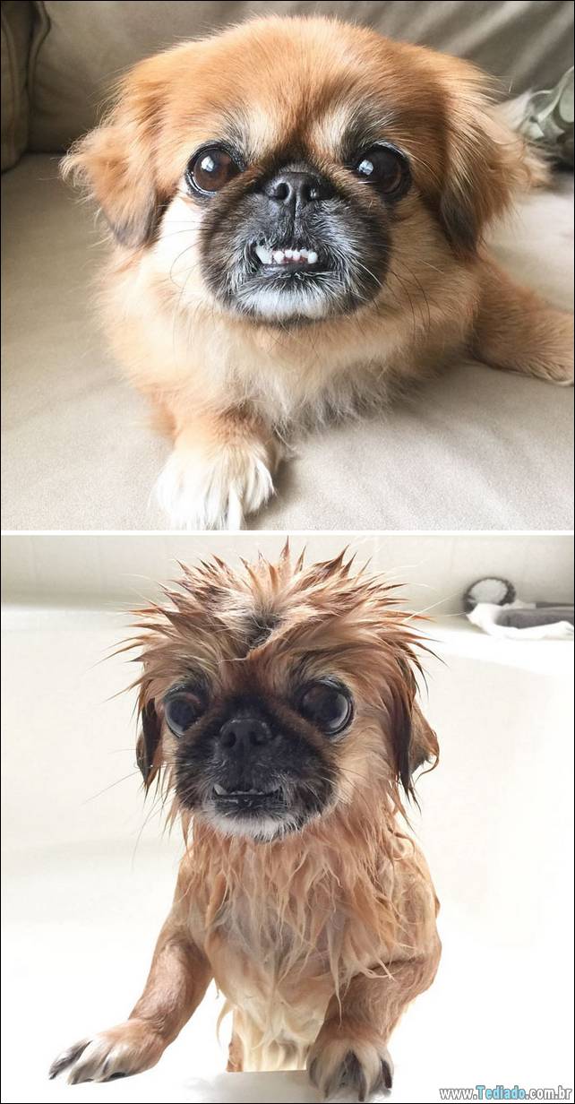 cachorros-antes-e-depois-do-banho-24