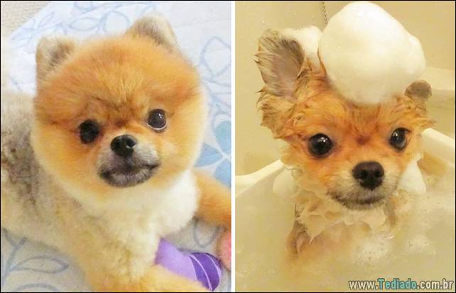 cachorros-antes-e-depois-do-banho-25