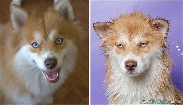 cachorros-antes-e-depois-do-banho-26
