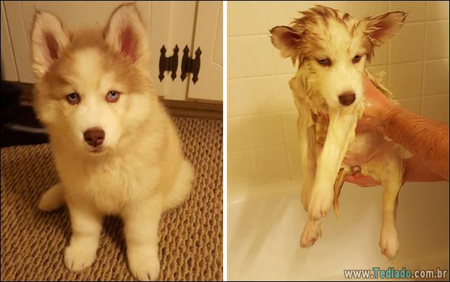 cachorros-antes-e-depois-do-banho-27