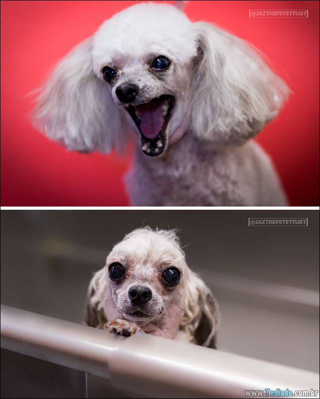 cachorros-antes-e-depois-do-banho-29