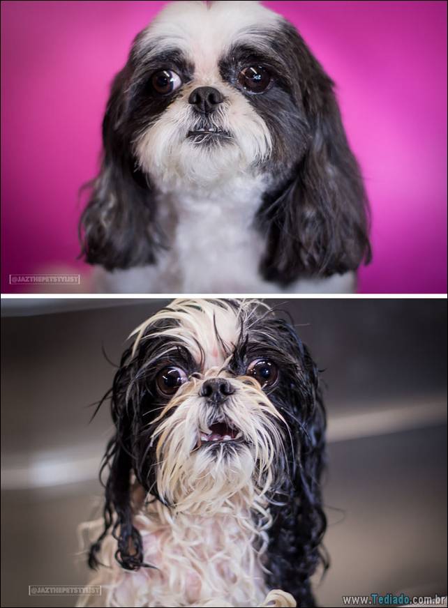 cachorros-antes-e-depois-do-banho-30