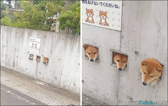 cachorros-desesperado-dizer-oi-05