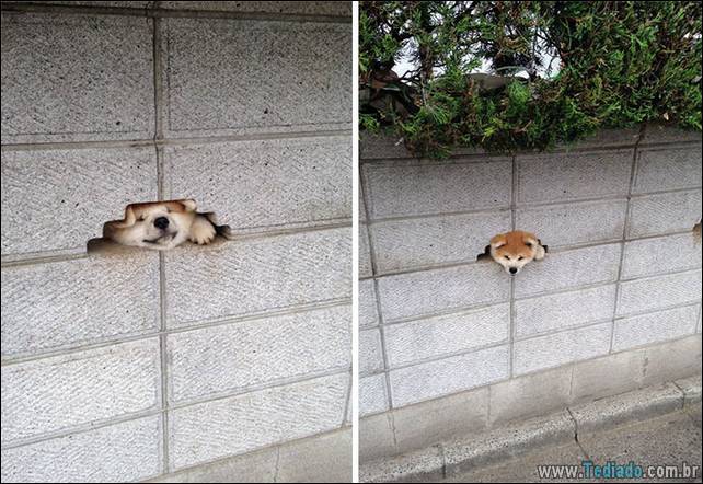 cachorros-desesperado-dizer-oi-06