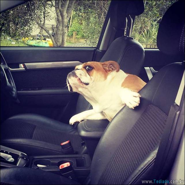 cachorros-desesperado-dizer-oi-09