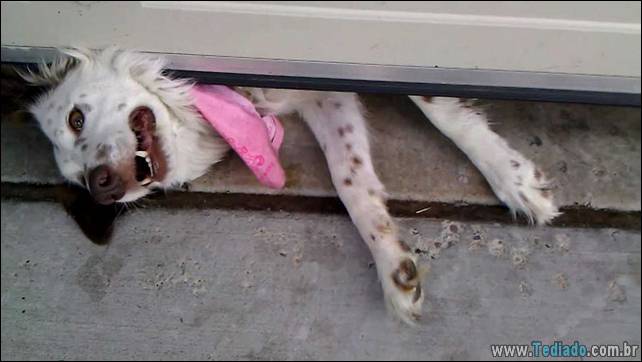 cachorros-desesperado-dizer-oi-10